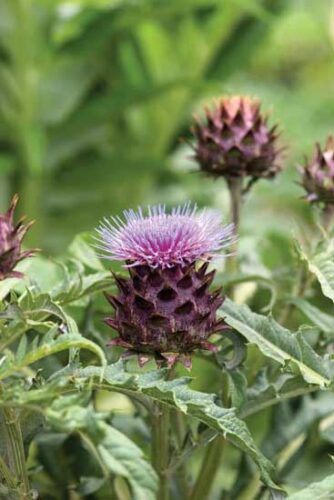 Growing a Drought-Tolerant Garden